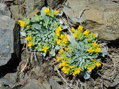 Physaria occidentalis occidentalis