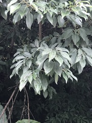 Ficus subpisocarpa