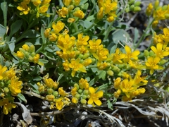 Physaria occidentalis occidentalis