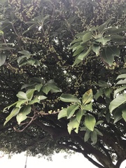 Ficus subpisocarpa