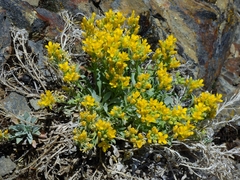 Physaria occidentalis occidentalis
