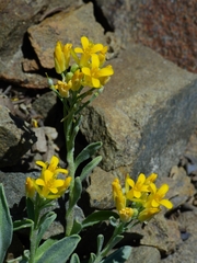 Physaria occidentalis occidentalis