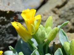 Physaria occidentalis occidentalis
