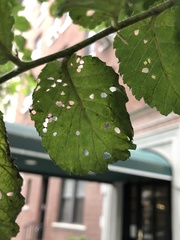 Xanthogaleruca luteola