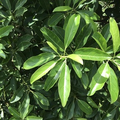 Ficus subpisocarpa