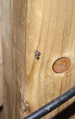 Otiorhynchus ligneus