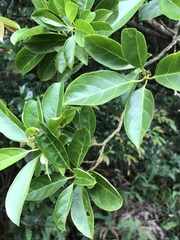 Ficus subpisocarpa