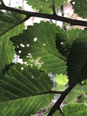 Xanthogaleruca luteola