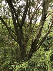 Ficus subpisocarpa