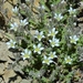 Sabulina nuttallii gregaria - Photo (c) David Greenberger,  זכויות יוצרים חלקיות (CC BY-NC-ND), הועלה על ידי David Greenberger