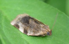 Choristoneura fractivittana