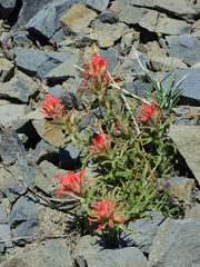 Castilleja martini martini