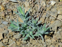 Anisocarpus scabridus