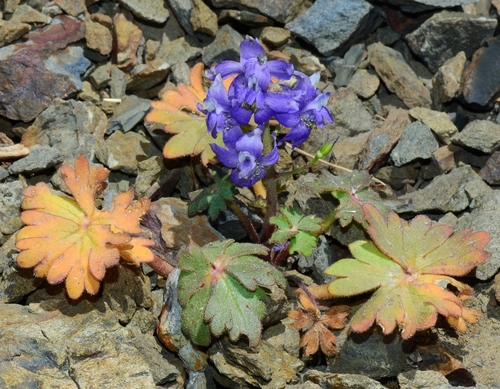 Tracy's larkspur (Delphinium antoninum)