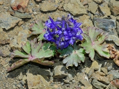 Delphinium antoninum
