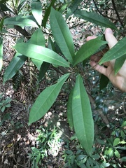 Ficus variolosa