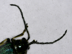 Trirhabda flavolimbata