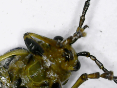 Trirhabda flavolimbata