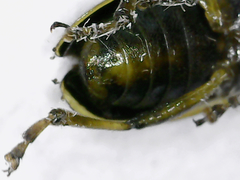 Trirhabda flavolimbata