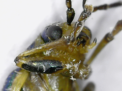 Trirhabda flavolimbata