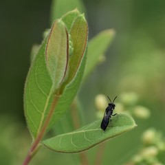 Hylaeus schwarzii