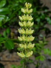 Lupinus milo-bakeri
