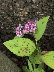 Phloeospora spiraeicola