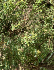 Trirhabda flavolimbata