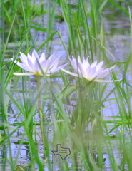 Nymphaea elegans