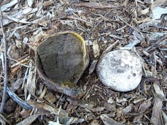 Mycenastrum corium