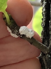 Phenacoccus dearnessi