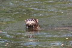 Lontra canadensis