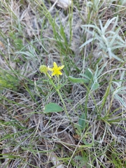 Ranunculus rhomboideus