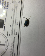 Trirhabda flavolimbata