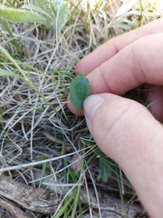 Ranunculus rhomboideus