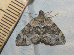 Hammaptera parinotata