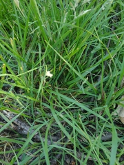 Bouteloua dactyloides