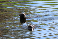 Lontra canadensis