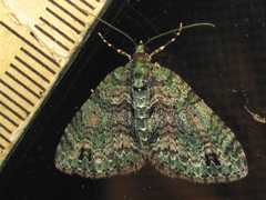 Hammaptera parinotata