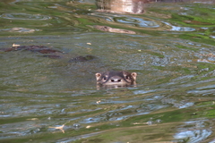 Lontra canadensis