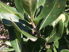 Pittosporum viridiflorum