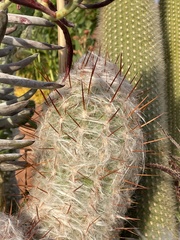 Oreocereus