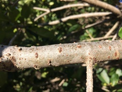 Pittosporum viridiflorum