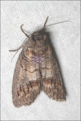 Discophlebia celaena
