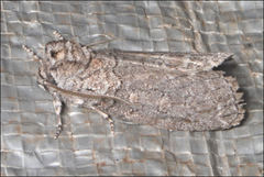 Discophlebia celaena