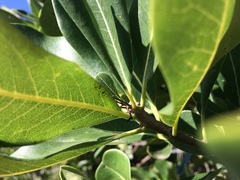 Pittosporum viridiflorum