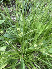 Carex aurea