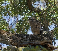 Bubo virginianus