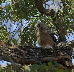 Bubo virginianus