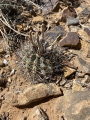 Sclerocactus glaucus